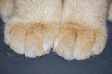 Kedi ayağını kapat.