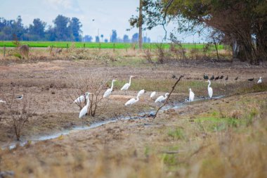Beyaz kuğu ve tarladaki kuş sürüsü