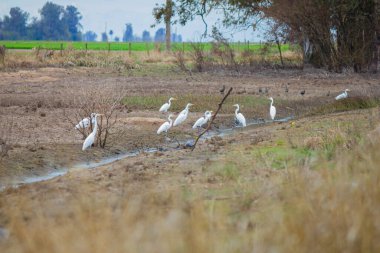 Beyaz kazlar tarlada