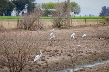 İsrail 'in güneyinde bozkırdaki kuşlar