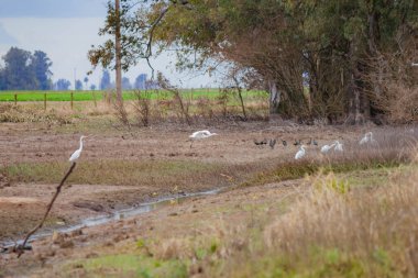 Sudaki kuş ve kuş sürüsü