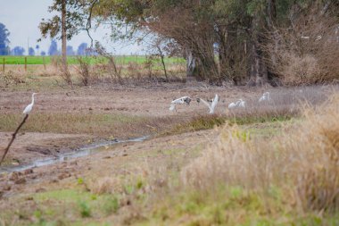 Sudaki bir kuş sürüsü.