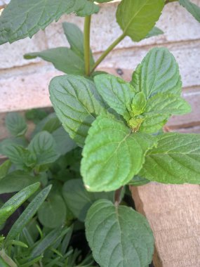 Masada taze yeşil fesleğen yaprakları var.