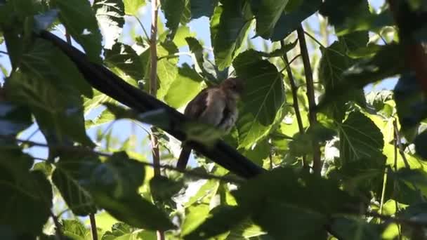 Oiseau Dans Forêt Séquence Vidéo Libre De Droits
