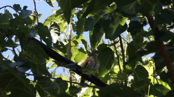 Oiseau Noir Sur Une Branche Arbre Vidéo De Stock Libre De Droits