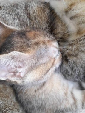 Şirin bir kediye yaklaş.