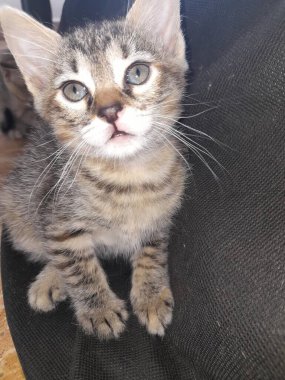 Güzel bir kedinin portresi.