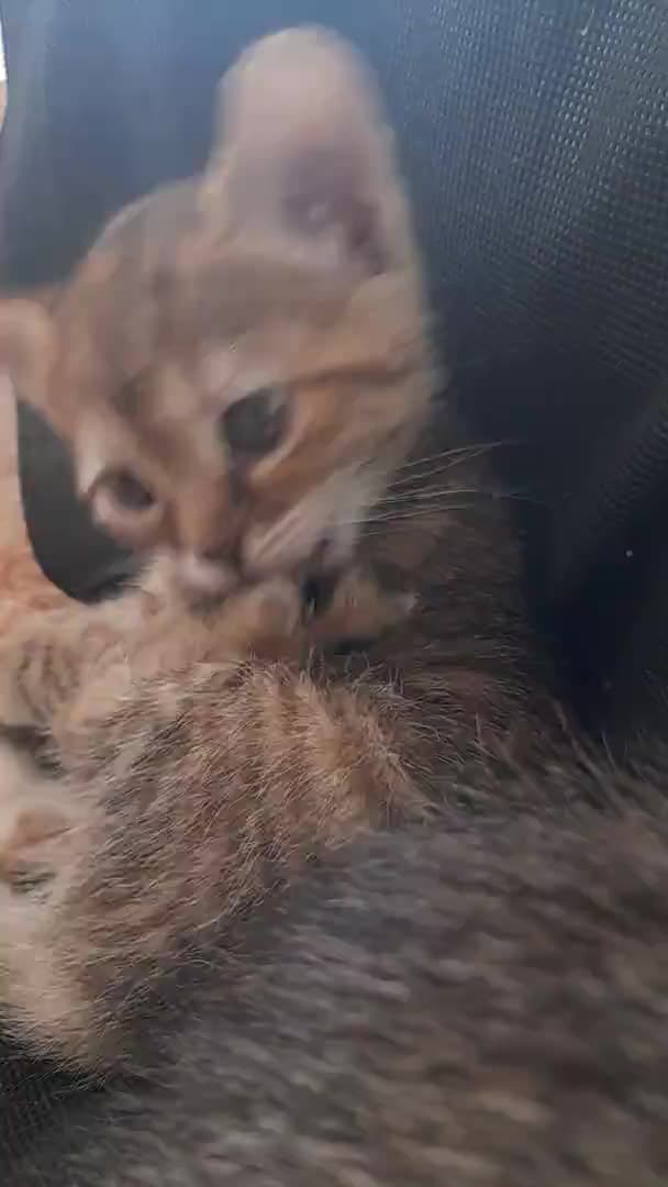 Aranyos Macska Feküdt Egy Kanapén Jogdíjmentes Stock Videó