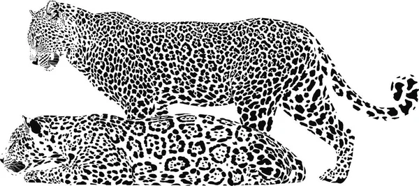 Black White Vector Drawing Two Leopards — Stock Vector