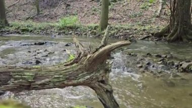 Dağ deresinde kökü olan eski bir sandık.