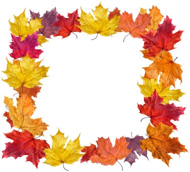 Gerçekçi rengarenk sonbahar akçaağaç yaprakları narin sınırı izole eder, yatay veya dikey kullanır