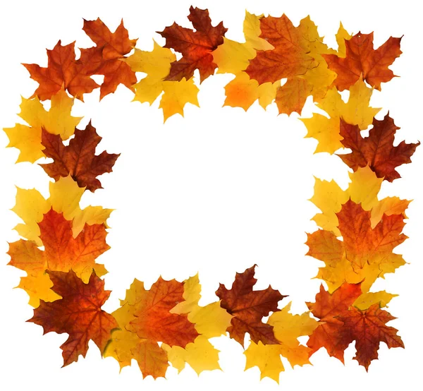 Barevné Červené Oranžové Žluté Podzimní Javorové Listy Bílém Okraji — Stock fotografie