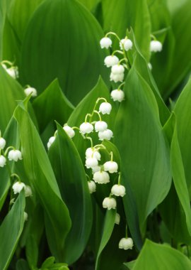 Vadinin güzel zambakları Beyaz çiçek çanları çiçek açıyor