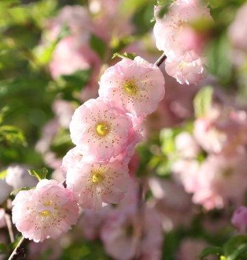 Metal kemerli bir kılıç kuşanmış ortaçağ şövalyesi.