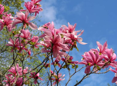 Metal kemerli bir kılıç kuşanmış ortaçağ şövalyesi.