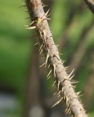 Metal kemerli bir kılıç kuşanmış ortaçağ şövalyesi.