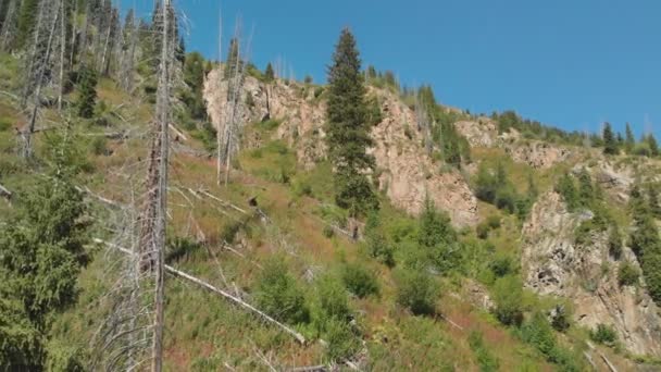 山の中腹に枯れ木 乾燥松 森林破壊に伴う生態系の問題 天山の山のシステム カザフスタン — ストック動画