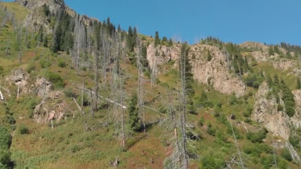 Dead Trees Side Mountain Dried Pines Ecological Problems Associated Destruction — Vídeo de Stock