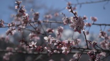 Branches of blossoming wild apricot against the blue sky. Spring mood