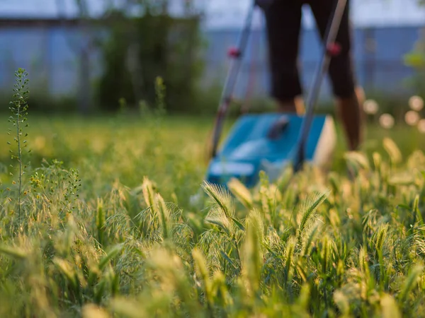 芝生の芝刈り裏庭で緑の芝生 夏と春のシーズンの園芸の背景 前景の草に焦点を当てる — ストック写真