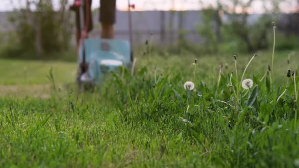 Een Man Maait Groen Gras Met Een Grasmaaier Achtertuin Zomer — Stockvideo