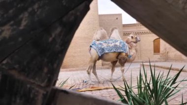 Özbekistan, Itchan kala, Khiva 'daki Oldmedrasah' ın önünde doğu desenli bir blöfle kaplanmış Orta Asya devesi. Deve turistlerin dikkatini çekiyor..