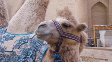 Özbekistan, Itchan kala, Khiva 'daki Oldmedrasah' ın önünde doğu desenli bir blöfle kaplanmış Orta Asya devesi. Deve turistlerin dikkatini çekiyor..