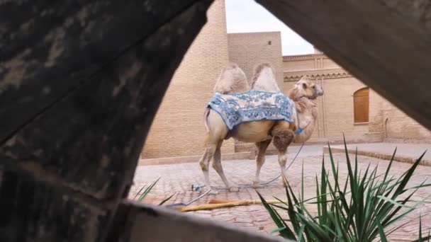 Καμήλα Της Κεντρικής Ασίας Που Καλύπτεται Μια Ανατολίτικη Blnket Μοτίβο — Αρχείο Βίντεο