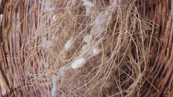 Seidenraupenkokons Einem Weidenkorb Rohstoffe Für Die Traditionelle Stoffherstellung — Stockvideo
