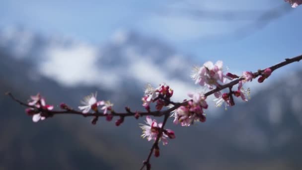 Çiçek Açan Bir Kayısı Dalına Karşılık Kar Kaplı Dağlar Mavi — Stok video