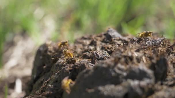 Los Insectos Arrastran Sobre Excrementos Animales Pequeñas Moscas Amarillas Sientan — Vídeos de Stock