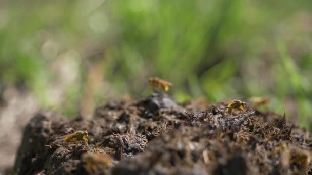 Små Gula Flugor Sitter Färsk Stallgödsel Insekter Kryper Avföring Från — Stockvideo