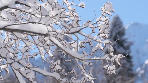 Větve Stromu Silném Sněžení Jsou Pokryty Nadýchaným Sněhem Zimní Nálada — Stock video