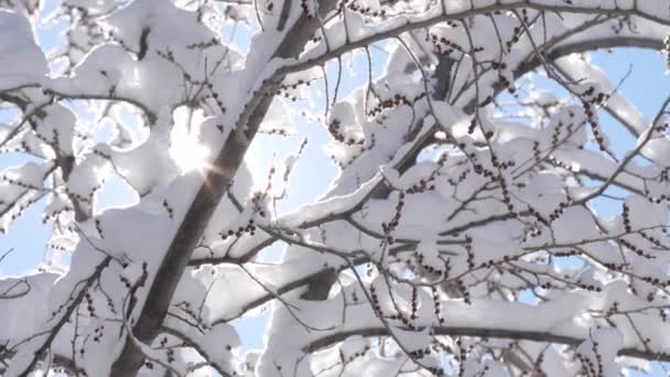 Neve Fofa Está Nos Galhos Uma Árvore Depois Uma Forte — Vídeo de Stock