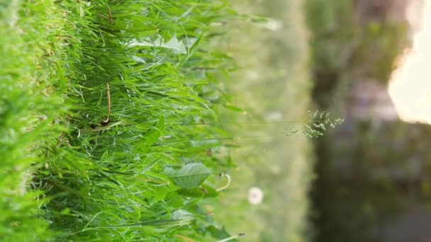 Вертикальне Відеозапис Процесу Обрізання Зеленої Трави Газонокосаркою Задньому Дворі Тепле — стокове відео