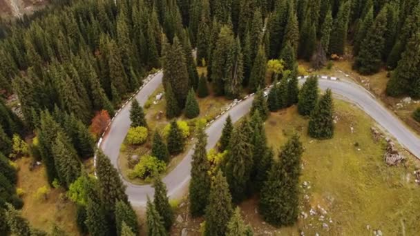 秋の山の蛇道を運転する白い車 蛇の山道は スプルースと黄色の木に囲まれています 車で旅行する — ストック動画