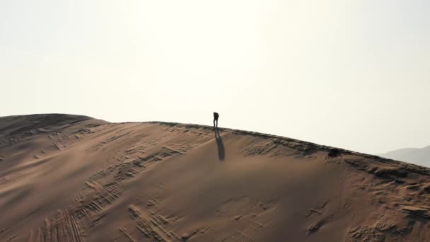 Силуэт Человека Идущего Гребню Песчаной Дюны Пустынная Местность Вид Воздуха — стоковое видео