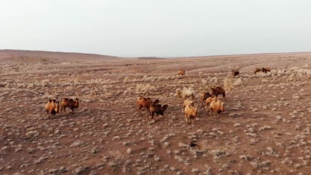 Стадо Домашніх Двокамерних Верблюдів Тварини Пасуться Дикій Пустелі Початку Весни — стокове відео