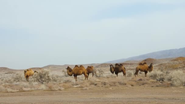 国内の2匹のラクダの群れ 春の初めに野生の砂漠で放牧する動物たち 乾燥した植生 — ストック動画