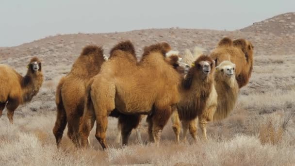 Een Kudde Tamme Kamelen Met Twee Bulten Bedekt Met Dikke — Stockvideo
