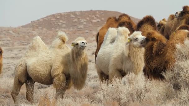 Een Kudde Tamme Kamelen Met Twee Bulten Bedekt Met Dikke — Stockvideo