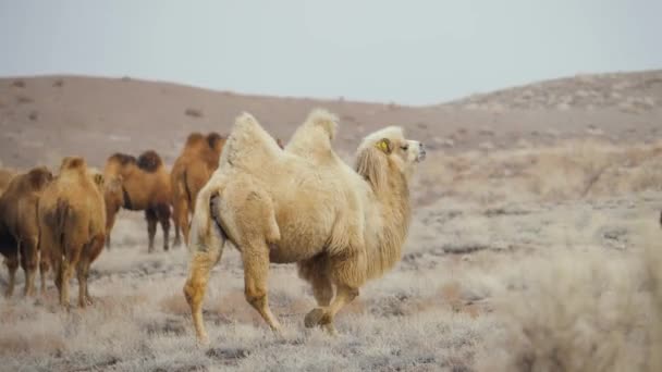 Grande Camelo Branco Duplo Corcunda Caminhando Pasto Animais Pastam Deserto — Vídeo de Stock
