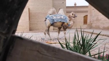 Özbekistan, Itchan kala, Khiva 'daki Oldmedrasah' ın önünde doğu desenli bir blöfle kaplanmış Orta Asya devesi. Deve turistlerin dikkatini çekiyor.
