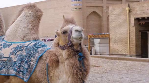 古代都市の通りにある中央アジアのラクダ 動物は東洋模様の毛布で覆われています ウズベキスタン キヴァの古いマドラサの前に照らす — ストック動画