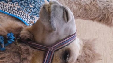 Orta Asya devesinin dikey video görüntüleri Khiva, Itchan kala, Özbekistan 'daki Oldmedrasah' ın önündeki doğu desenli blnket ile kaplıdır. Deve turistlerin dikkatini çekiyor.