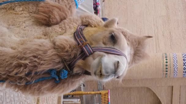 中亚骆驼在古城街道上的垂直录像 这种动物被带有东方图案的毛毯覆盖着 乌兹别克斯坦 — 图库视频影像
