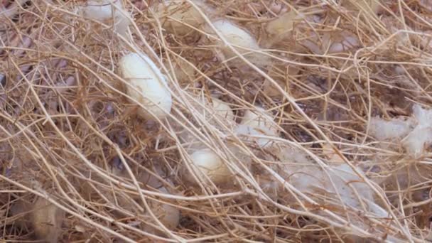 Vertikale Videoaufnahmen Von Seidenraupenkokons Einem Weidenkorb Rohstoffe Für Die Traditionelle — Stockvideo