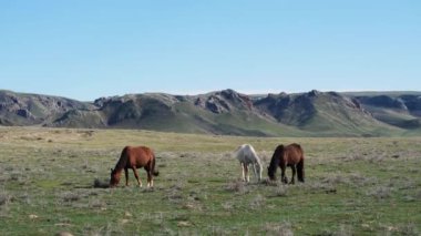 Baharda çayırda atlar otluyor. Dağlık bölgede çayırdaki evcil hayvanlar. Hayvanlar açgözlülükle taze yeşil ot yiyorlar.
