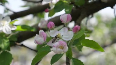 Çiçek açan elma ağacının üzerindeki bir arı. Arı nekatr topluyor. Ağır çekim. Bahar geldi.
