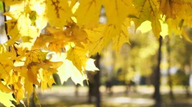 Şehir meydanındaki bir akçaağaç ağacının sarı yapraklarının yakın çekimi. Arka planda odak dışı insanlar yürürken görülebilir. Altın sonbaharın ılık günleri